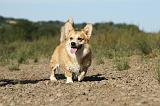 CORGI PEMBROKE 754